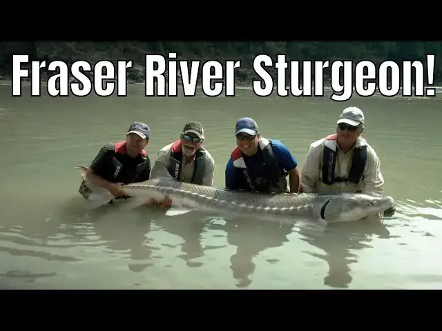 'Video thumbnail for Fraser River Canyon Prehistoric Sturgeon Fishing | Fish'n Canada'