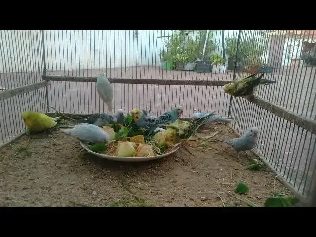 'Video thumbnail for 🦜 Budgies or Art Watch These Birds Look Like Paintings! 🎭'