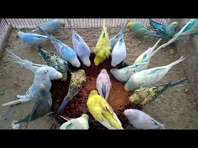'Video thumbnail for Listen to This Happy Budgie Chorus! 🐦💖 #FunnyVideo'
