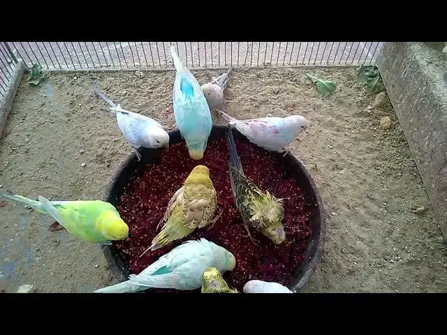 'Video thumbnail for Cute Budgie Chirps The Soundtrack of Happiness! 🎶💕 #Shorts'