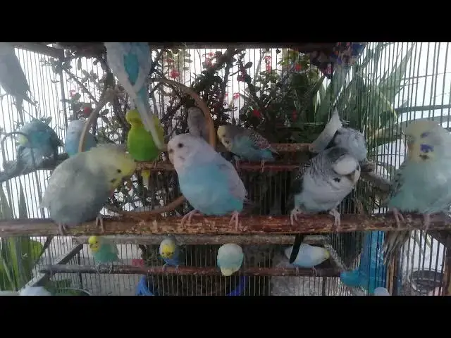 'Video thumbnail for 📱 ASMR Budgie Chirping – Best for Headphones & Ear Massage Experience 🎧 #ASMRVideos'