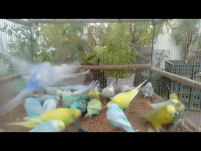 'Video thumbnail for Sassy Budgie Talks Back – Comedy Gold! 💬🐤'