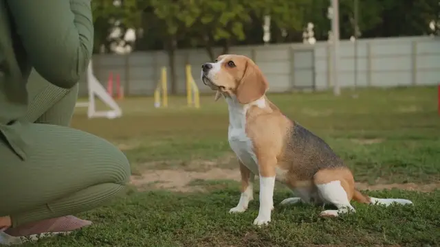 'Video thumbnail for How to Train Your Pet: Fun Tricks for a Stronger Bond'