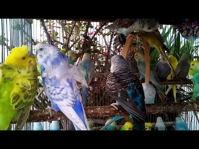 'Video thumbnail for 😍 Meet the Most Beautiful Budgerigars on Earth!'
