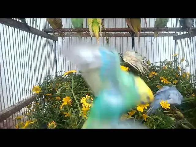 'Video thumbnail for Can You Handle This Cuteness Happy Budgie Sounds! 😍✨ #shorts'