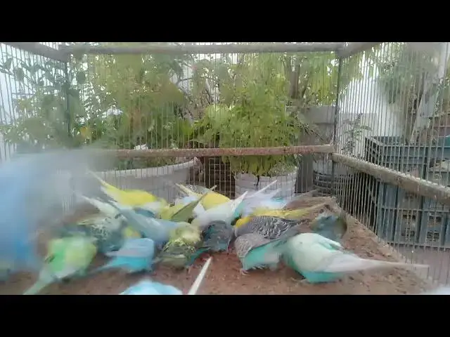 'Video thumbnail for LOL! Budgie Tries to Talk… and Says WHAT! 🤪'