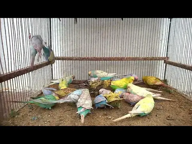 'Video thumbnail for Hilarious Budgie Noises That Will Make You Laugh! 🐦😂 #Shorts'