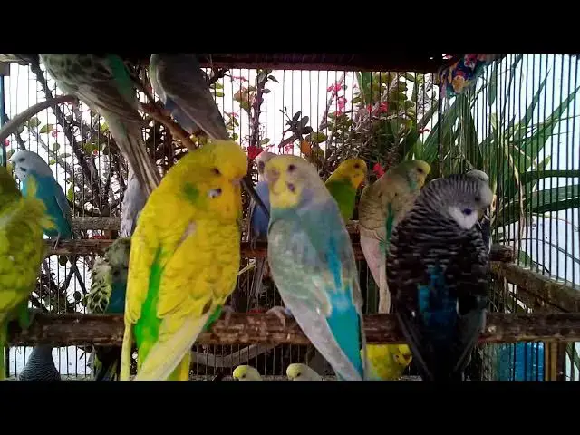 'Video thumbnail for ❤️ Why Raising Budgies is the Most Beautiful Hobby Ever'