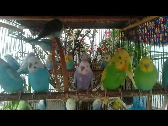 'Video thumbnail for 📸 Budgies Posing Like Models – So Photogenic! 📷'