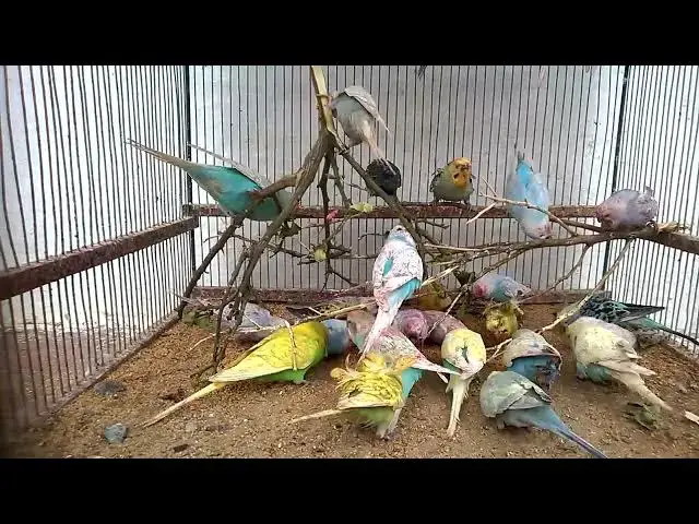 'Video thumbnail for Happy Budgies in Action Sounds That Bring Joy! 🥰✨'