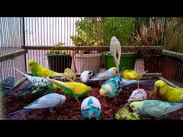 'Video thumbnail for 🧬 Genetic Goldmine Unlocking Budgie Mutation Secrets! 🗝️🌟'