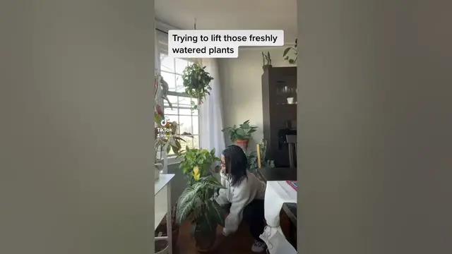 'Video thumbnail for Water your plants #gardening #houseplants #plantcare #planttips'