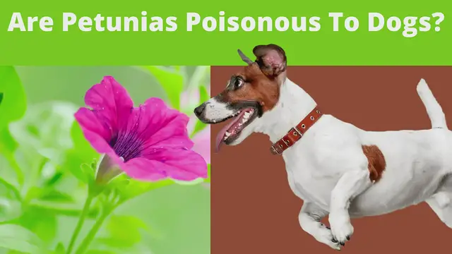 'Video thumbnail for Are Petunias Poisonous To Dogs + Learn about the Flower'