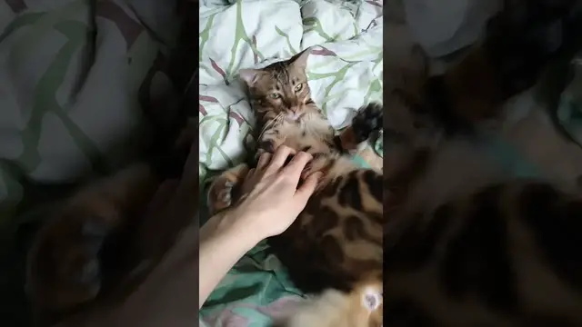 'Video thumbnail for Are Bengal cats affectionate? #short'