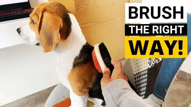 'Video thumbnail for How to Brush your Beagle's Coat (Beagle Grooming Part 2)'