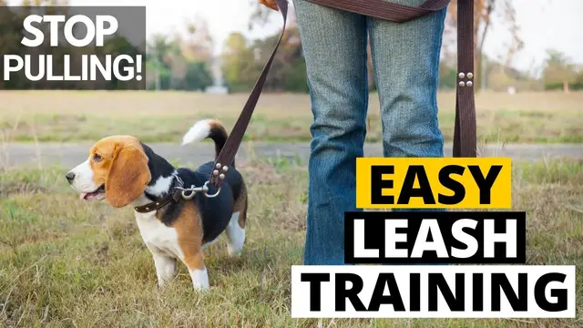 'Video thumbnail for How to Leash Train your Beagle (The Right Way)'