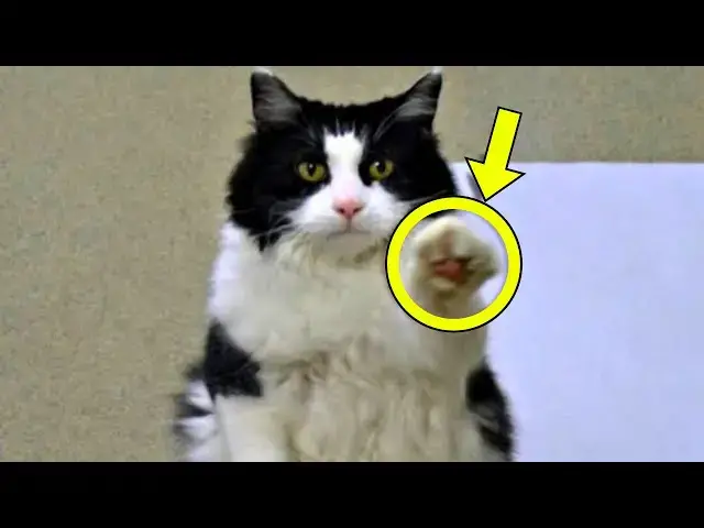 'Video thumbnail for This Shelter Cat Kept Making Strange Paw Signs To Visitors. Employees Called 911 After Realizing'