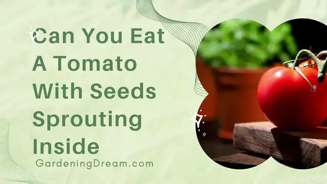 'Video thumbnail for Can You Eat A Tomato With Seeds Sprouting Inside'
