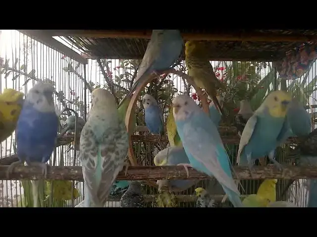 'Video thumbnail for 🌸 Budgies and Inner Peace The Unexpected Connection'