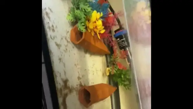 'Video thumbnail for Rare cherry shrimp unboxing'
