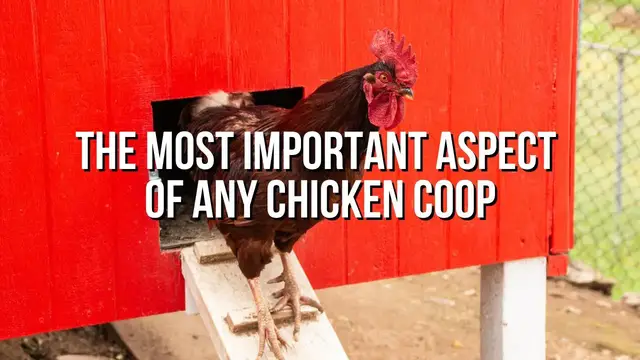 'Video thumbnail for Ventilation - A Critical Component of a Healthy Chicken Coop'