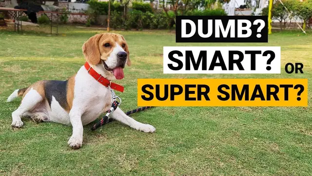 'Video thumbnail for Are Beagles really Dumb like other People say?'