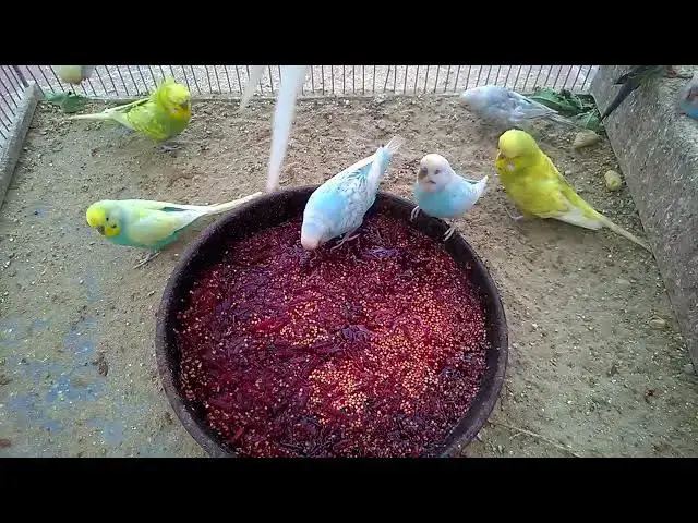 'Video thumbnail for Meet My Happy Budgie The Cutest Parakeet Ever! 🥰💚💛✨ #Shorts'