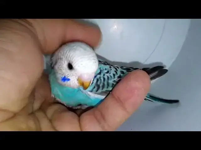 'Video thumbnail for Why Budgies Are the Most Colorful Pets on the Planet! 🥰🐦 #Cute #Funny'