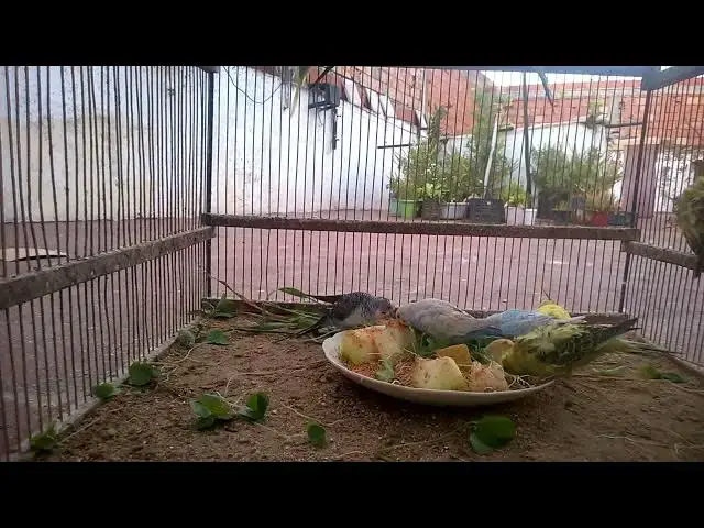 'Video thumbnail for 🗣️ Budgies Communicating – What Are They Saying! 🧐🐤'