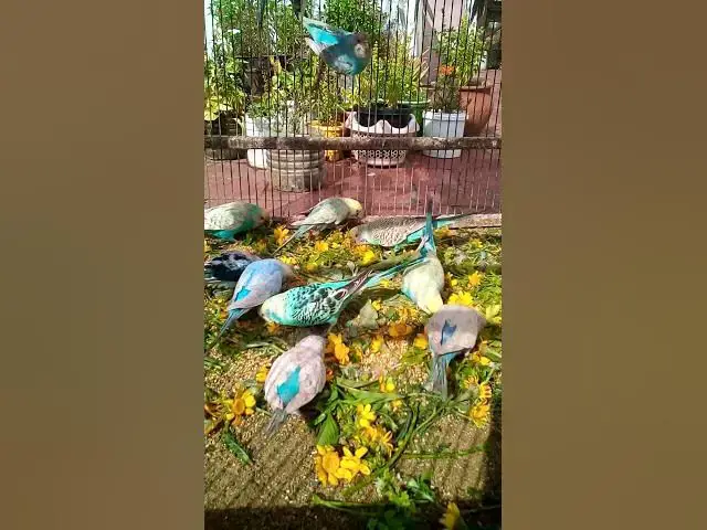'Video thumbnail for Amazon bird usa isWill the price of birds and the price of bird food rise#birds#parrot #birdslover#1'