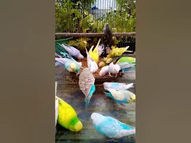 'Video thumbnail for Charming Parakeets at Dusk Nature's Color Show! 🌅🐤 #Beautiful #Funny'