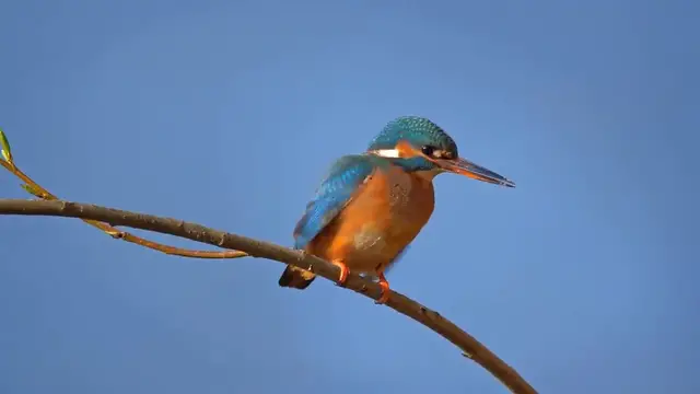'Video thumbnail for Common kingfisher طائر الرفراف الاخضر'
