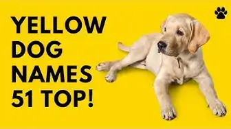'Video thumbnail for Yellow Dog Names 51 BEST & CUTE & TOP Ideas'