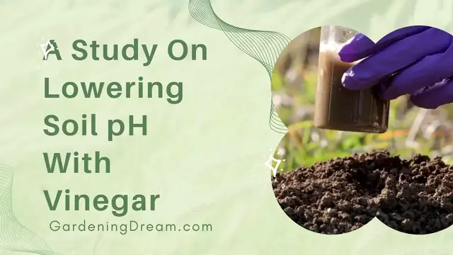 'Video thumbnail for A Study On Lowering Soil pH With Vinegar'