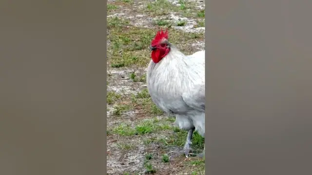 'Video thumbnail for Rooster Hears Other Roosters Crowing'