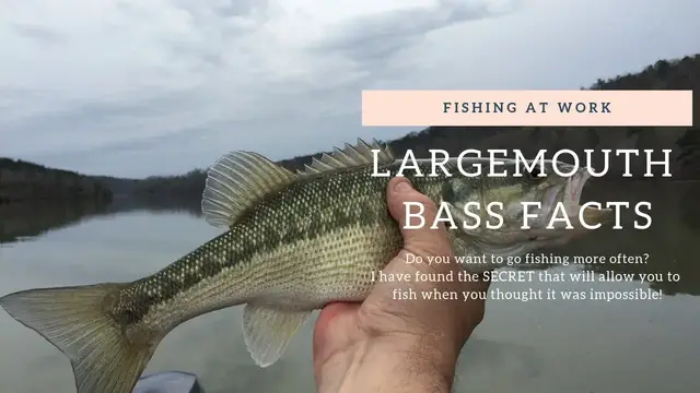 'Video thumbnail for Largemouth Bass Facts'