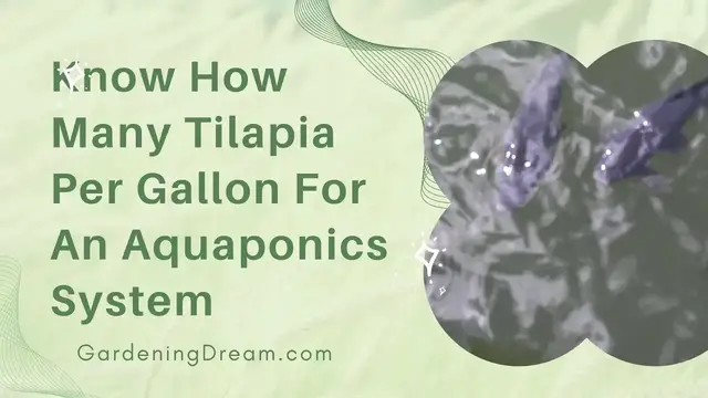 'Video thumbnail for Know How Many Tilapia Per Gallon For An Aquaponics System'