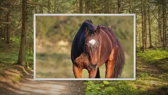 'Video thumbnail for The Science Behind How Fast Can The Fastest Horse Run'