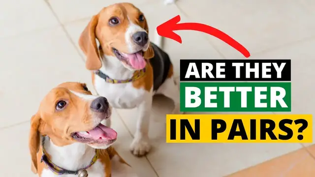 'Video thumbnail for Should you get a second Beagle?'