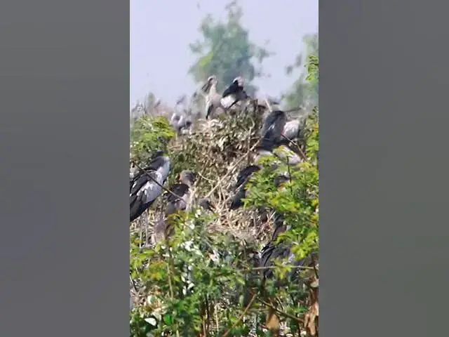'Video thumbnail for Wild bird & Nest a lot birs EP 22 #birds #nestbird #birdalot #birdfeed #birdeat'
