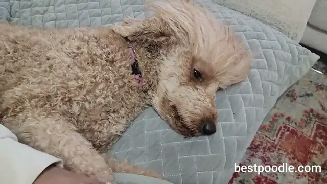 'Video thumbnail for HOW TO CUT A POODLE'S NAILS'