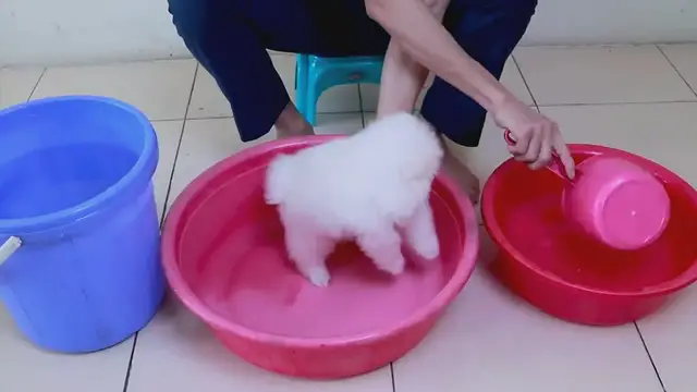 'Video thumbnail for Puppy Getting Bath'