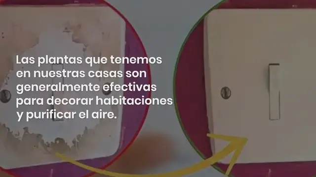 'Video thumbnail for Cultiva un limón en una taza para perfumar toda la casa:'