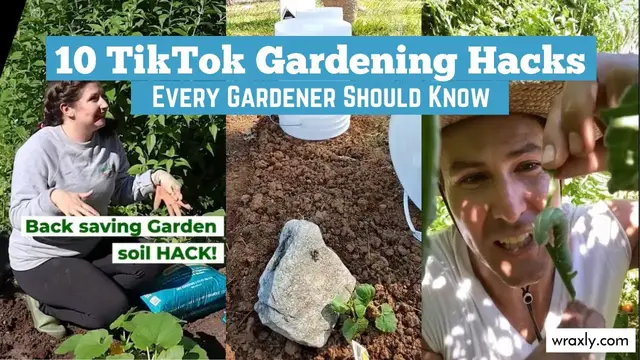 'Video thumbnail for 10 TikTok Gardening Hacks Every Gardener Should Know'