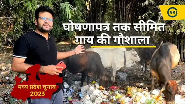 'Video thumbnail for Ground Report on Cow Shelters in Madhya Pradesh | Election Promises | MP Elections | Bhopal - Sehore'