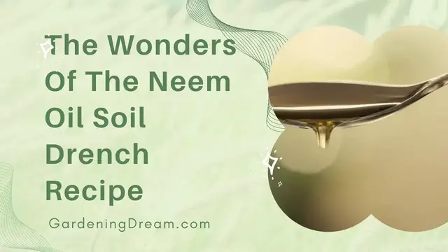 'Video thumbnail for The Wonders Of The Neem Oil Soil Drench Recipe'