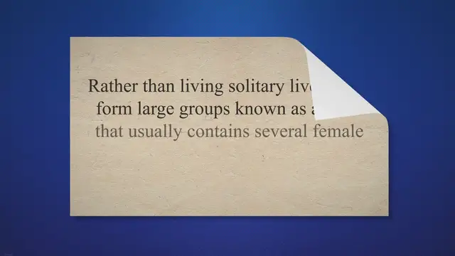 'Video thumbnail for Would A Male Lion Mate With His Mother, Sister Or Daughter?'