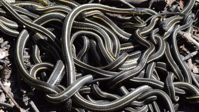 'Video thumbnail for Snake Island Is Real And It's Absolutely Terrifying'