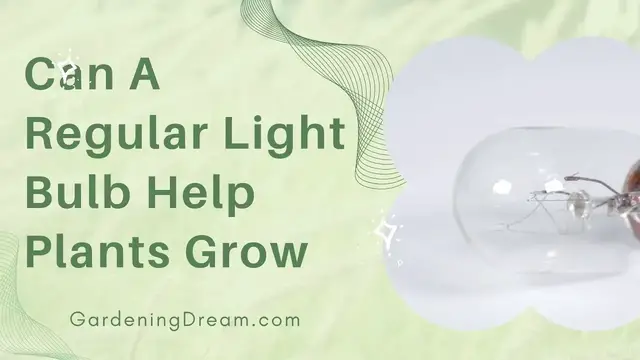 'Video thumbnail for Can A Regular Light Bulb Help Plants Grow'