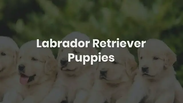 'Video thumbnail for Labrador Retriever Puppies'